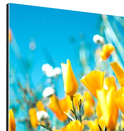 Bloemen & botanisch